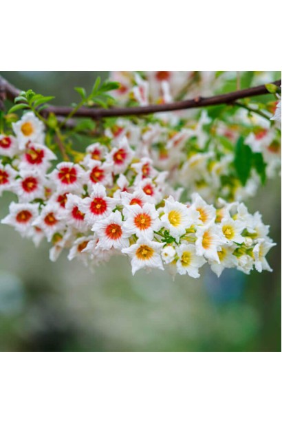 Xanthoceras sorbifolium